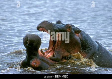 Zwei Nilpferd Bullen (Hippopotamus Amphibius) kämpfen im Wasser des Sees, Krüger Nationalpark, Südafrika Stockfoto