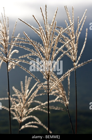 Wildgräser auf Togakushi Skipisten, Nagano, Japan Stockfoto