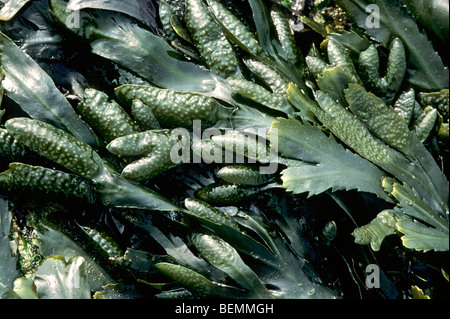 Algen als Spiral Wrack / Flat Wrack und und gezahnten Wrack / gezahnt Wrack, Europa Stockfoto