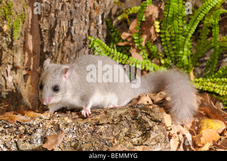 Essbare Siebenschläfer Glis Glis fotografiert in Frankreich Stockfoto