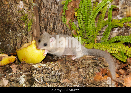 Essbare Siebenschläfer Glis Glis fotografiert in Frankreich Stockfoto