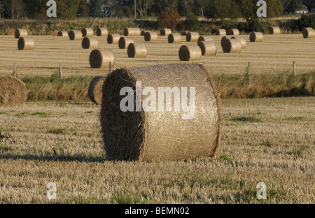 Heuballen lagen warten darauf, aus den Bereichen Perthshire Schottland gesammelt werden. Stockfoto