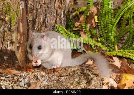 Essbare Siebenschläfer Glis Glis fotografiert in Frankreich Stockfoto