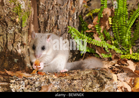 Essbare Siebenschläfer Glis Glis fotografiert in Frankreich Stockfoto