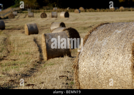 Heuballen lagen warten darauf, aus den Bereichen Perthshire Schottland gesammelt werden. Stockfoto