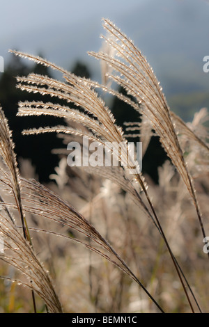 Wildgräser auf Togakushi Skipisten, Nagano, Japan Stockfoto