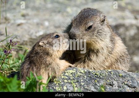 Junge Alpine Murmeltier (Marmota Marmota) Gruß Baby auf Felsen in der Nähe von Burrow, Gran Paradiso Nationalpark, Italienische Alpen, Italien Stockfoto