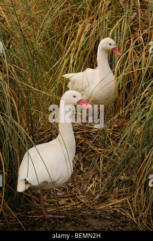 Coscoroba Schwan Coscoroba Coscoroba fotografiert in Großbritannien, Stockfoto