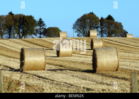 Heuballen lagen warten darauf, aus den Bereichen Perthshire Schottland gesammelt werden. Stockfoto