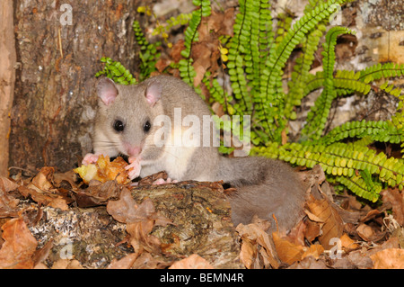 Essbare Siebenschläfer Glis Glis fotografiert in Frankreich Stockfoto