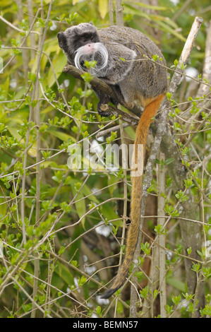 Kaiser Tamarin Saguinus Imperator in Gefangenschaft Stockfoto