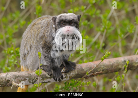 Kaiser Tamarin Saguinus Imperator in Gefangenschaft Stockfoto