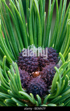 Nahaufnahme der Zapfen des Schweizer Latschenkiefer (Pinus Mugo), Schweiz, Alpen Stockfoto