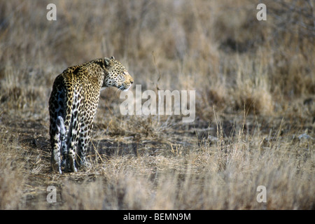 Afrikanischer Leopard (Panthera Pardus) Jagd in der Savanne, Krüger Nationalpark, Südafrika Stockfoto