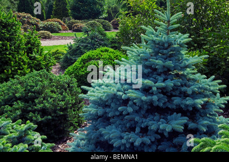 Blau-Fichte (Picea Pungens), in den Rocky Mountains, Nordamerika heimisch Stockfoto