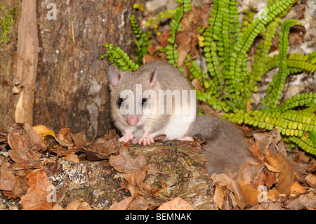 Essbare Siebenschläfer Glis Glis fotografiert in Frankreich Stockfoto