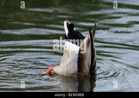 Stockente / Stockente (Anas Platyrhynchos) männlichen Fütterung im Wasser des Sees hochkant Stockfoto