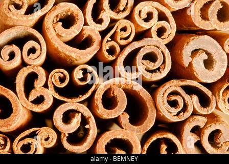 Zimt Federkiele. Cinnamomum Zeylanicum. Stockfoto