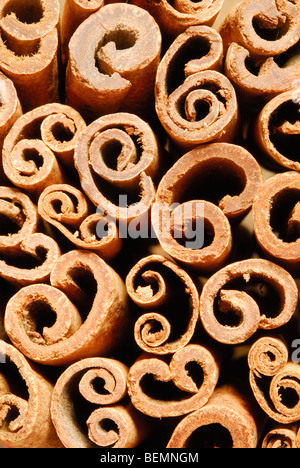 Zimt Federkiele. Cinnamomum Zeylanicum. Stockfoto