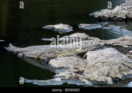 Nil-Krokodil (Crocodylus Niloticus) Sonnen am Felsen entlang der Flussufer, Krüger Nationalpark, Südafrika Stockfoto