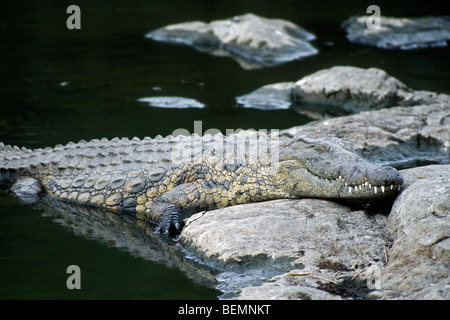 Nil-Krokodil (Crocodylus Niloticus) Sonnen am Felsen entlang der Flussufer, Krüger Nationalpark, Südafrika Stockfoto