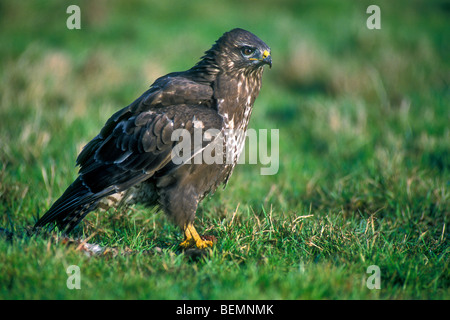 Mäusebussard (Buteo Buteo) auf sitzen mit Beute / Kaninchen in Wiese Stockfoto