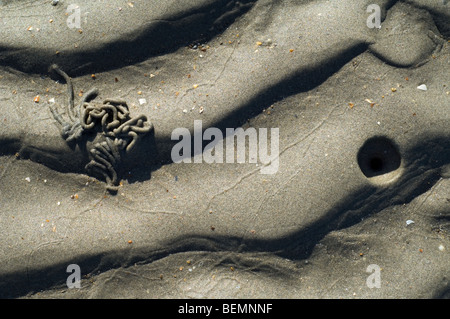 Wattwurm / Sandwurm (Interpretation Marina) Fuchsbau zeigen Schlag Loch und Besetzung von Defaecated Sedimenten am Strand entlang der Nordseeküste Stockfoto