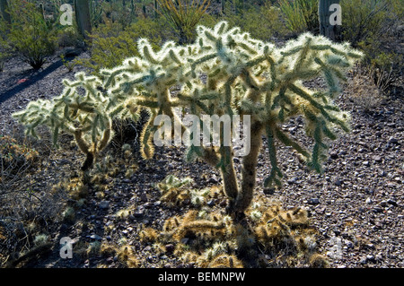 Hängenden Kette Früchte / Jumping Cholla (Cylindropuntia Fulgida), Organ Pipe Cactus National Monument, Sonoran Wüste, Arizona, USA Stockfoto