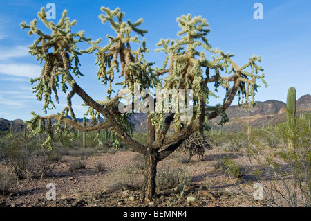 Hängenden Kette Früchte / Jumping Cholla (Cylindropuntia Fulgida), Organ Pipe Cactus National Monument, Sonoran Wüste, Arizona, USA Stockfoto