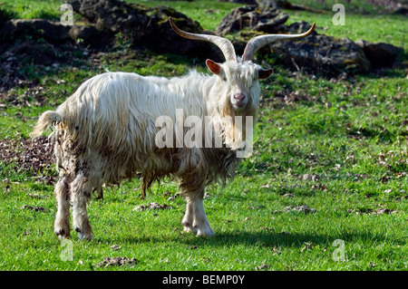 Männliche weiße Kempense Ziege / Kempen Ziege / Campinois Ziege (Capra Hircus), belgische Hausziege züchten mit großen Hörnern im Feld Stockfoto