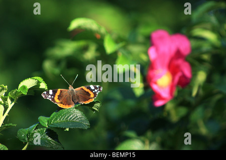 Red Admiral Schmetterling sitzt auf einem Hund Rosenbusch, der Insel Rügen, Deutschland Stockfoto