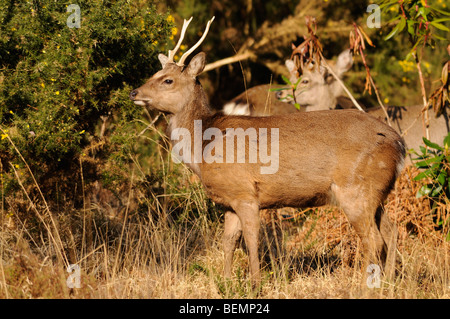 Japanische Sika Hirsch Cervus Nippon Hirsch Wild in Dorset, England Stockfoto