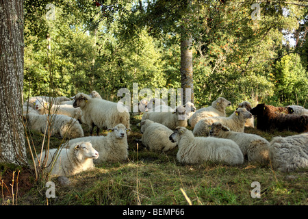 Eine Herde von Schafen ruhen im Schatten, Schweden. Stockfoto