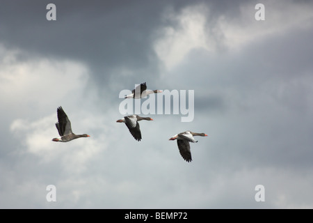 Wildgänse auf der Fliege, Schweden, früh im September. DEU: Wildgänse Im Flug, Schweden, Anfang September. Stockfoto