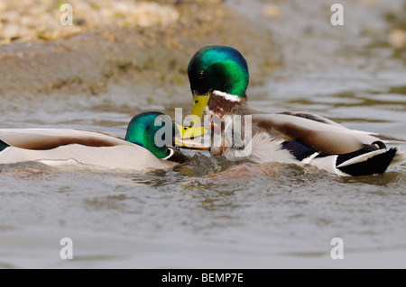 Stockente Anas Platyrhynchos Drakes kämpfen Bilder aus dem Monat in England Stockfoto