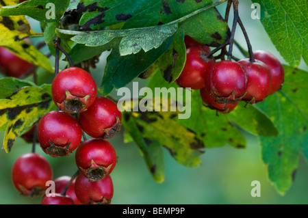 Rote Beeren von Weißdorn (Crataegus Monogyna), Belgien Stockfoto