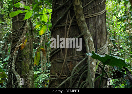 Wurzeln der Würgefeige (Moraceae) herumkriechen Baumstamm im Nebelwald, Costa Rica Stockfoto