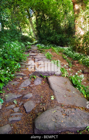 Alten Stein öffentlichen Fußweg, bekannt als Offa es Dyke Pfad in der Nähe von Tintern in Monmouthshire mit Bärlauch Blumenteppich eingefasst Stockfoto