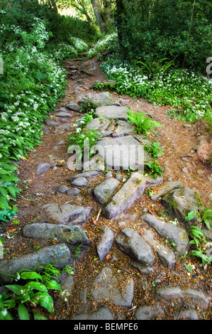 Alten Stein öffentlichen Fußweg, bekannt als Offa es Dyke Pfad in der Nähe von Tintern in Monmouthshire mit Bärlauch Blumenteppich eingefasst Stockfoto