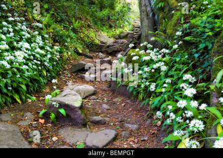 Alten Stein öffentlichen Fußweg, bekannt als Offa es Dyke Pfad in der Nähe von Tintern in Monmouthshire mit Bärlauch Blumenteppich eingefasst Stockfoto