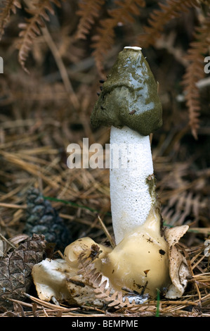 Gemeinsame Stinkmorchel / Dickes Nipes (Phallus Impudicus) im Pinienwald Stockfoto