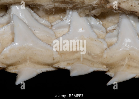 Hai Oberkiefer zeigen mehrere Schichten von gezackten Zähnen, Madagaskar Stockfoto