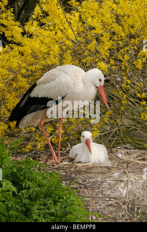 Weißstorch-Ciconia Ciconia fotografiert paar nisten in Spanien Stockfoto