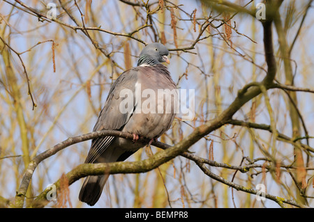 Ringeltaube Columba Palumbus fotografiert in England Stockfoto