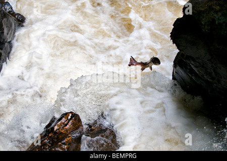 Wildlachs, aufspringend Black Linn Wasserfall, Fluss Braan in der Eremitage, Perthshire Schottland im Herbst Stockfoto