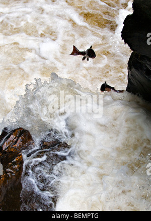 Wildlachs aufspringend Black Linn Wasserfall, Fluss Braan in der Eremitage, Dunkeld, Perthshire Schottland im Herbst Stockfoto