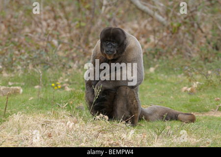 Wollige Affen Lagothrix Lagotricha männliche Gefangene Stockfoto