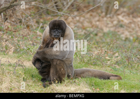 Wollige Affen Lagothrix Lagotricha männliche Gefangene Stockfoto