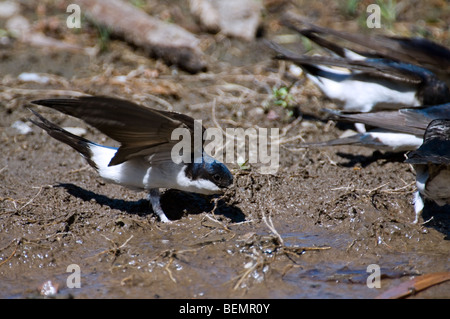 Mehlschwalben (Delichon Urbica) sammeln Schlamm zum Bau ihrer Nester, Europa Stockfoto