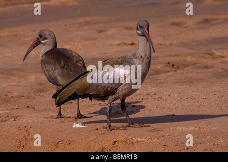 Hadeda Ibis (Bostrychia Hagedash). Am Ufer eines Flusses. Winter, Mai 2009. Hluhluwe-Imfolozi Wildreservat Kwazulu Natal, Südafrika Stockfoto